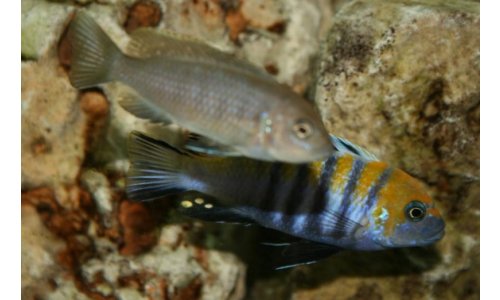 Cynotilapia afra Cobue